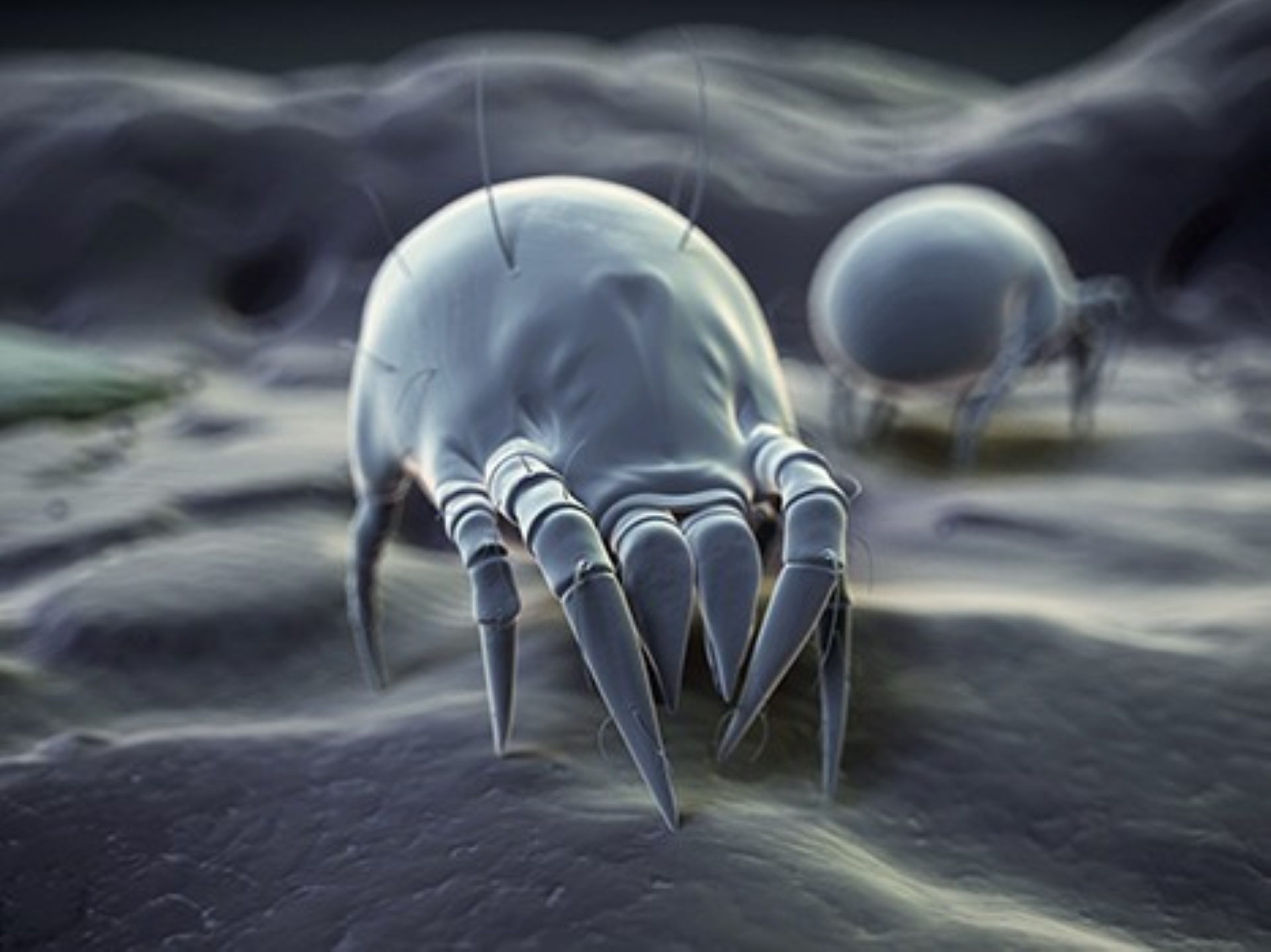 Dust mites