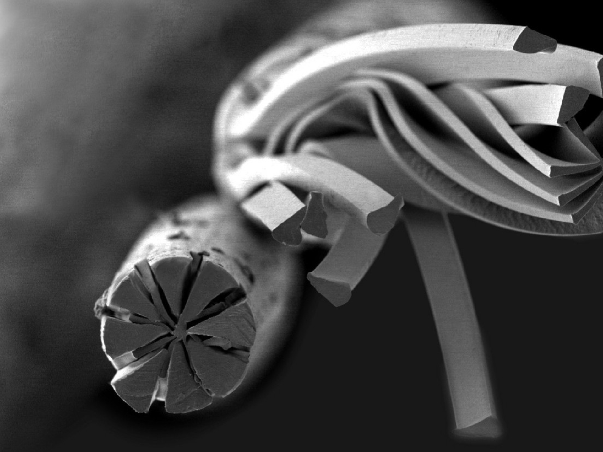 Evolon microfilaments